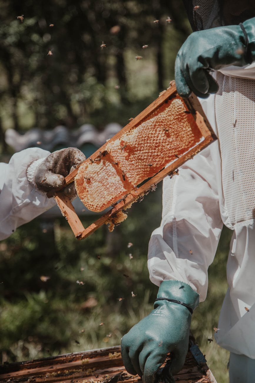 person holding fresh honeycomb